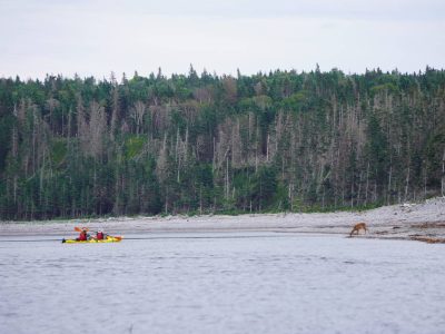 Kayak et chevreuil