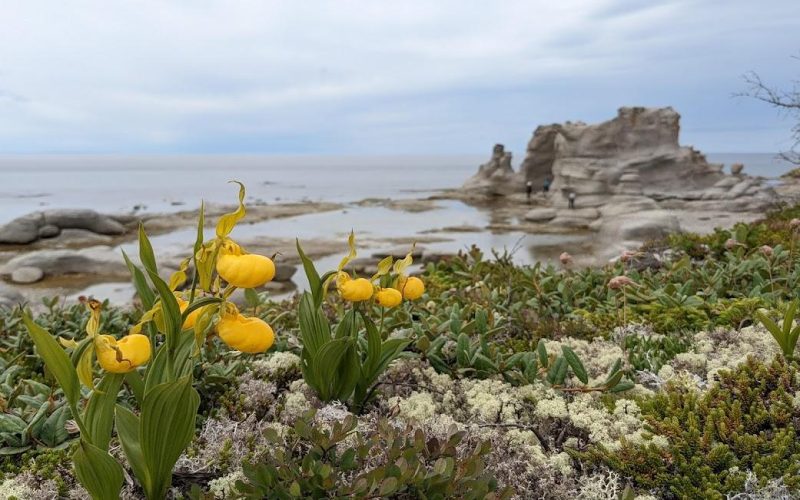 Fleurs rares et monolithes sur la grande ile, archipel de mingan