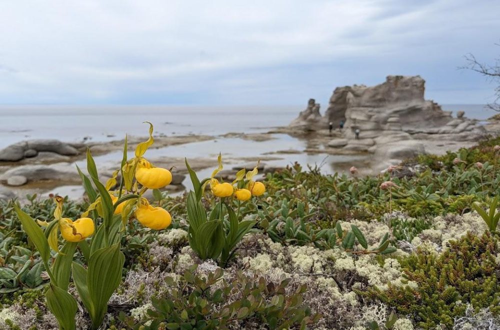 Fleurs rares et monolithes sur la grande ile, archipel de mingan
