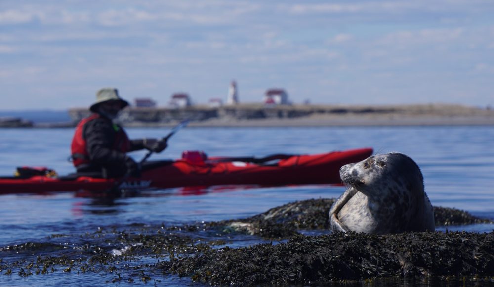 Phoque et kayak ile aux perroquets